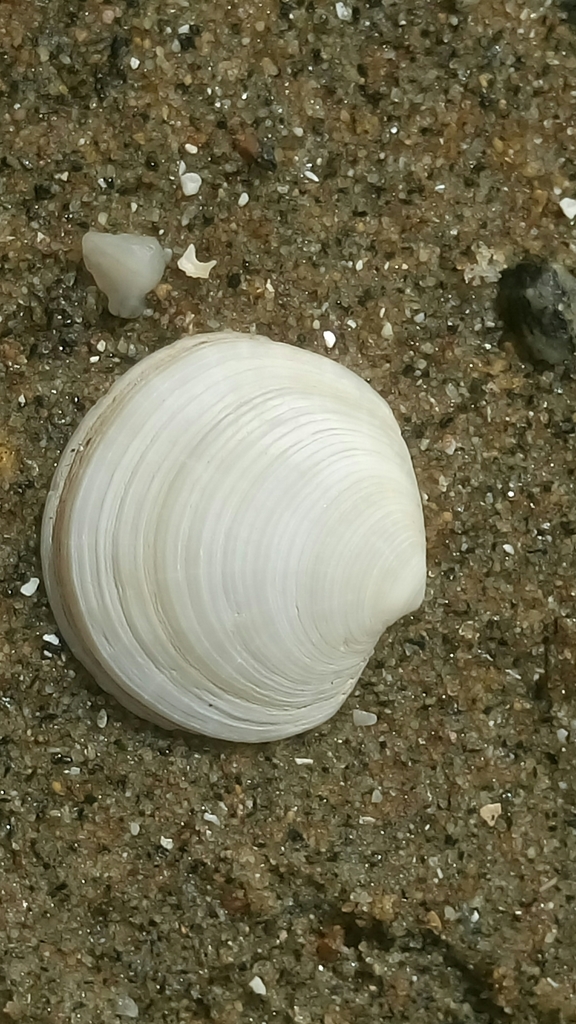 Codakiinae