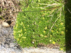 Cherleria sedoides