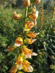 Digitalis laevigata graeca