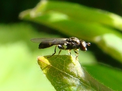 Spheginina