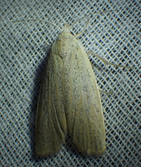 Palpidia pallidior