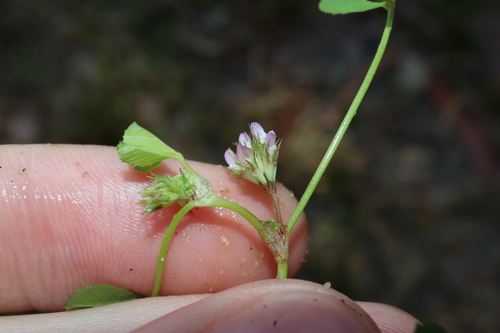 Image of Trifolium cernuum by (c) Thomas Mesaglio, some rights reserved (CC BY)