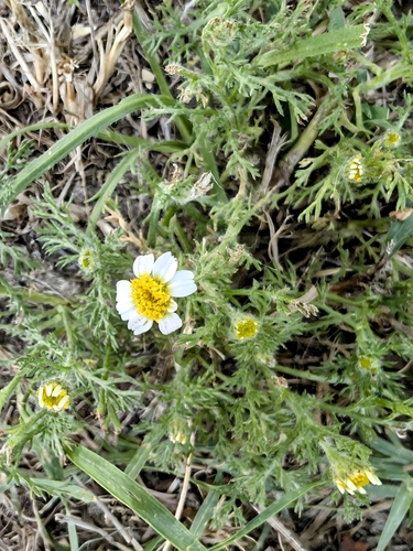 Image of Anacyclus clavatus by no rights reserved