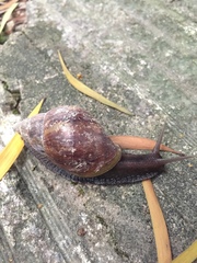Lissachatina fulica