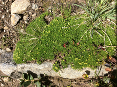 Cherleria sedoides