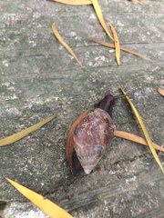 Lissachatina fulica