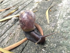 Lissachatina fulica