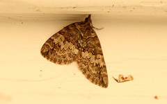 Hydriomena renunciata