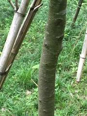 Prunus serrulata