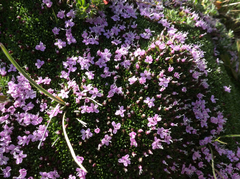 Silene acaulis exscapa