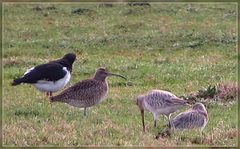 Numenius phaeopus variegatus