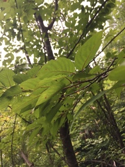 Prunus serrulata