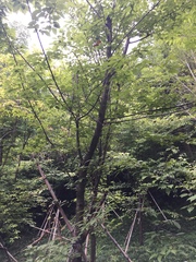 Prunus serrulata