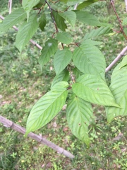 Prunus serrulata