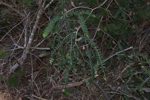 Image of Melaleuca hypericifolia by (c) Thomas Mesaglio, some rights reserved (CC BY)