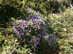 Silene acaulis exscapa
