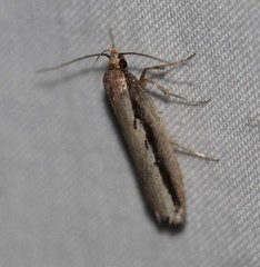 Leptocroca sanguinolenta