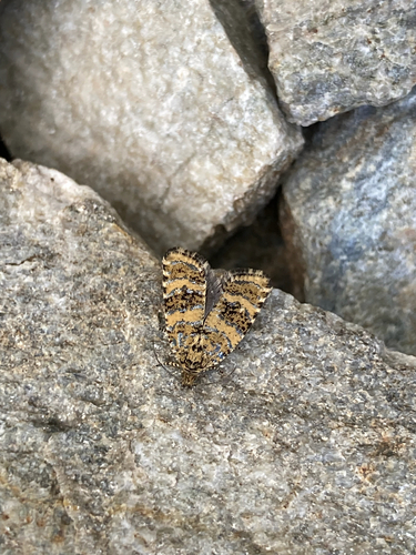 Olethreutes scoriana