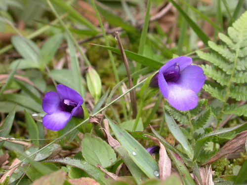 Lesser Torenia