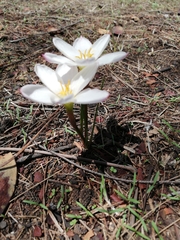 Zephyranthes fosteri