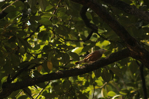Chestnut-tailed Starling (Sturnia malabarica), photo 4