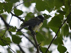 Parus major