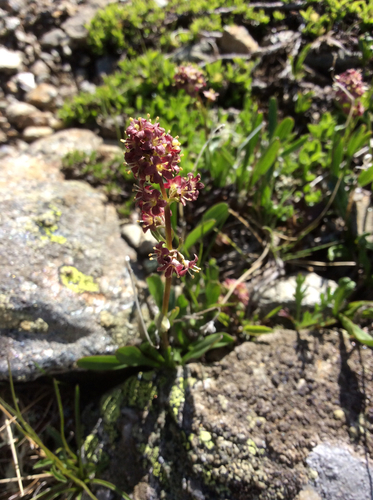 Valeriana celtica L.