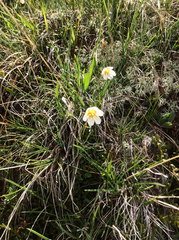 Gagea serotina