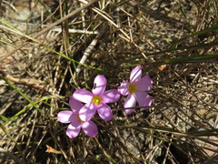 Oxalis polyphylla pentaphylla