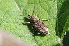 Tanymecus palliatus
