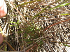 Oxalis polyphylla pentaphylla