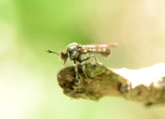 Cerotainia