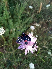 Zygaena ephialtes