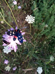 Zygaena ephialtes