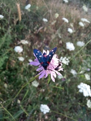 Zygaena ephialtes