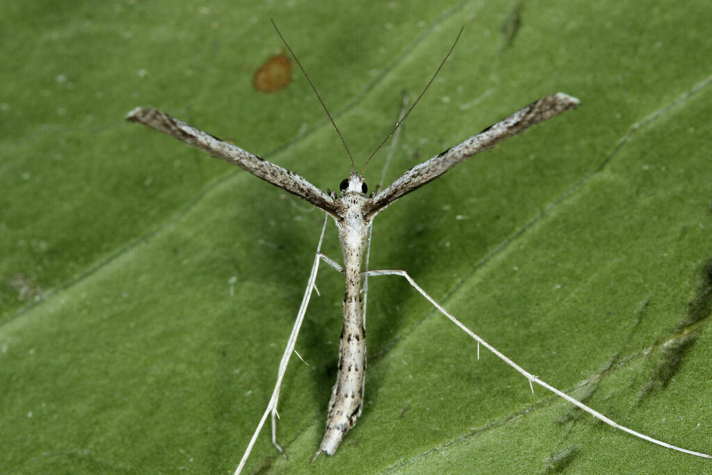 Agdistis heydenii