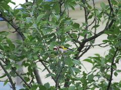 Carduelis carduelis