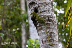 Yellow Tree Monitor photo 2