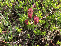 Salix breviserrata