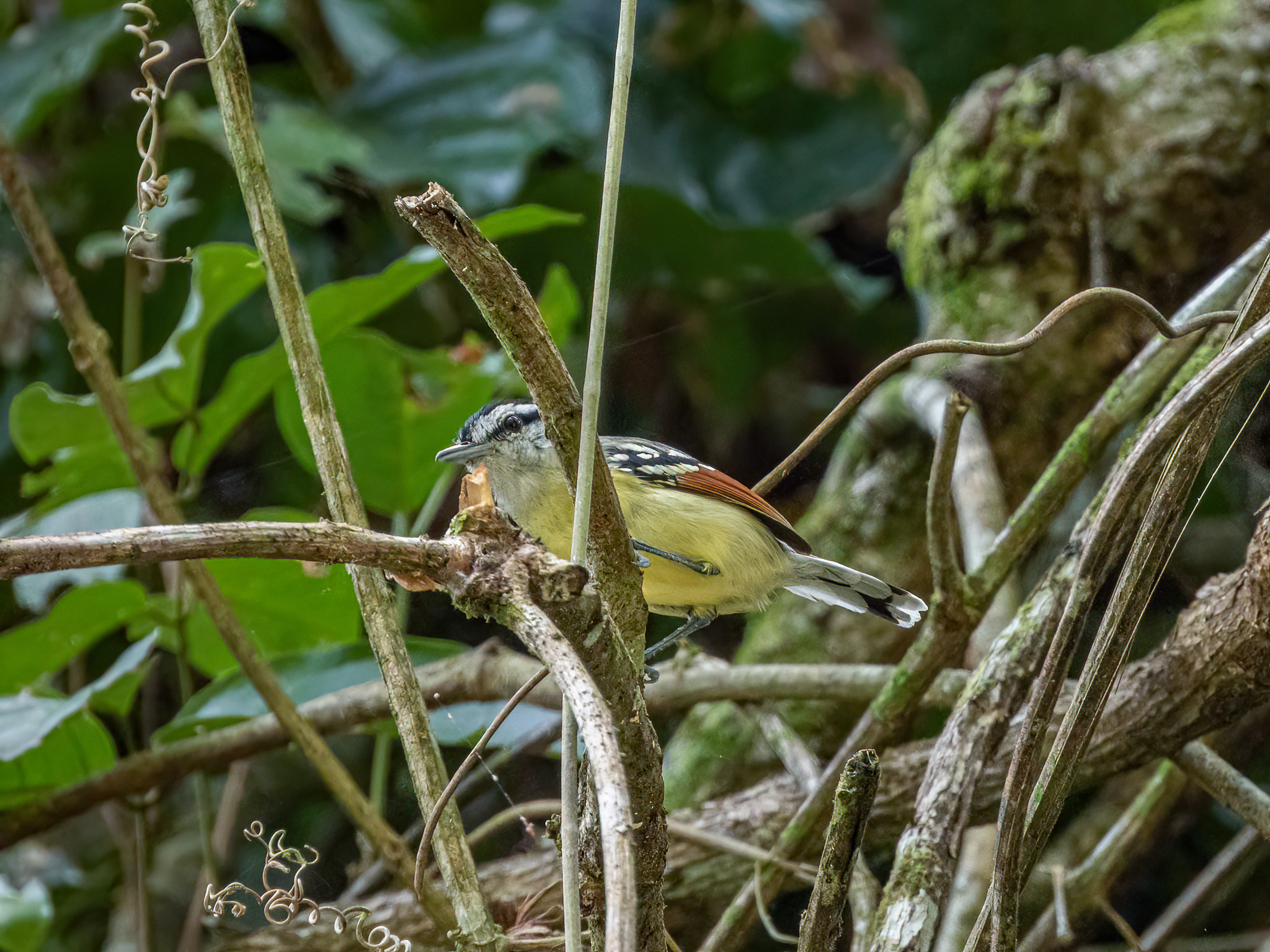 Rusty-winged Antwren (Herpsilochmus frater), photo 6