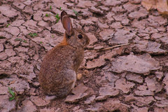 Oryctolagus cuniculus