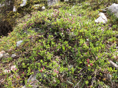 Salix breviserrata