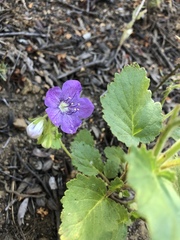 Phacelia grandiflora