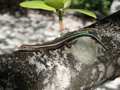 Christmas Island Blue-tailed Shinning-skink, Cryptoblepharus egeriae