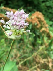 Allium ampeloprasum