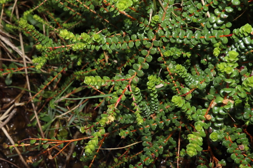 Image of Baeckea imbricata by (c) Thomas Mesaglio, some rights reserved (CC BY)