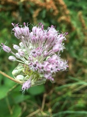 Allium ampeloprasum