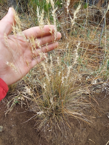 Rytidosperma penicillatum observed 2024-08-01