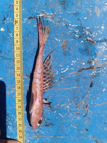 Phaeton dragonet (Synchiropus phaeton) — Callionymidae