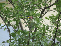 Carduelis carduelis